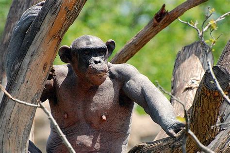 naked chimpanzee|Naked chimpanzees suffering from alopecia brawl at British zoo